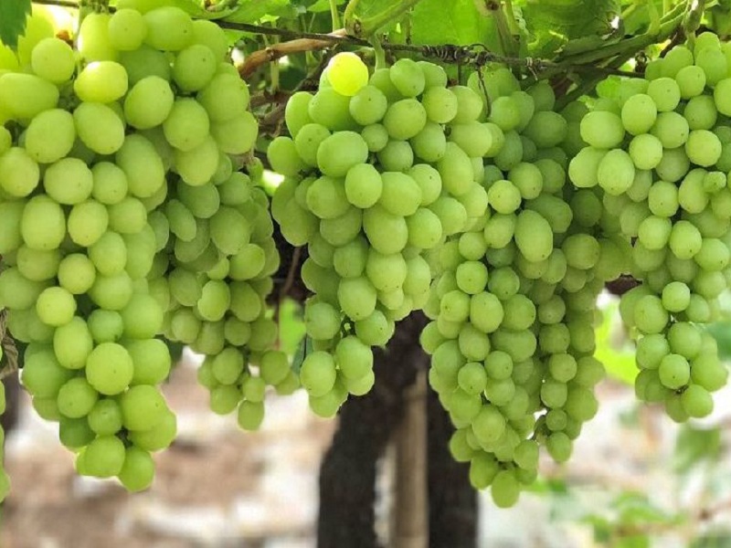 russia ukraine war impact on india war hits grape exports china black grapes | Russia-Ukraine War : रशिया -युक्रेन युद्धाचा द्राक्ष निर्यातीला फटका