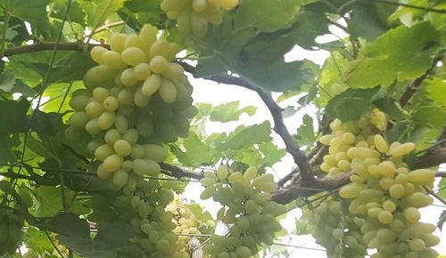 Untimely rains hit Grapes Garden | अवकाळी पावसाचा द्राक्षबागांना फटका