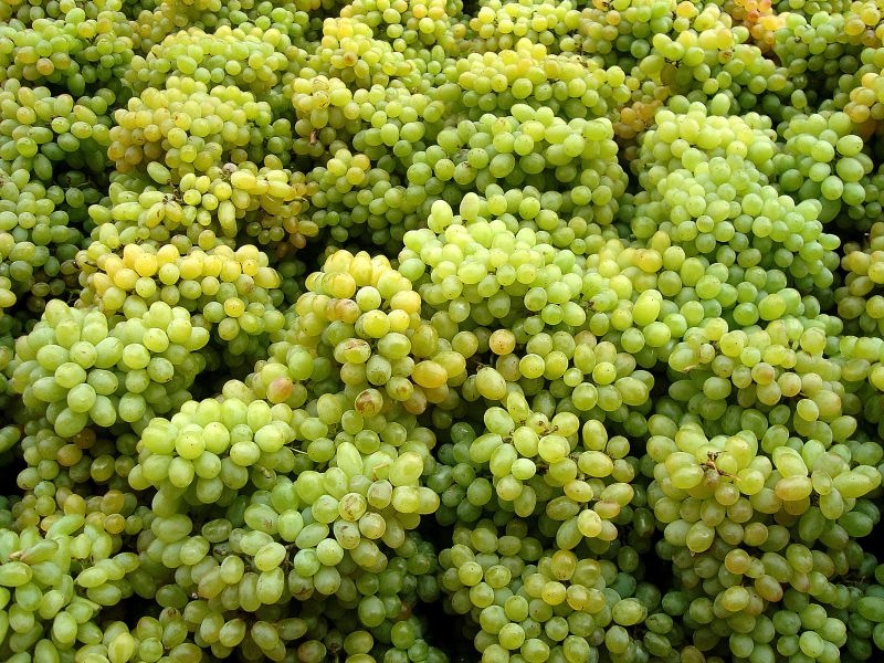 Climate change has hit grapes and cashews along with neem | हवामान बदलाचा कडूलिंबासह द्राक्ष आणि काजूलाही फटका