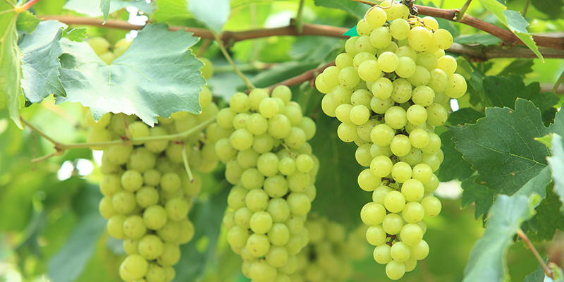  Speed up the paper cover for grape clusters | द्राक्ष घडांना पेपर आच्छादन लावण्याच्या कामाला वेग