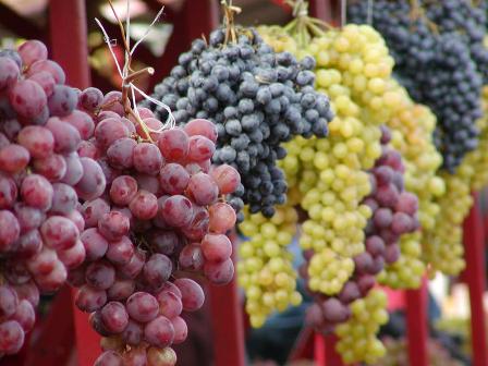  A thousand quintals of grapes in the APMC, "50 to 60: retail market" 70 to 110 kg | एक हजार क्विंटल द्राक्षांची आवक , एपीएमसीत "५० ते ६० : किरकोळ बाजारात " ७० ते ११० किलो