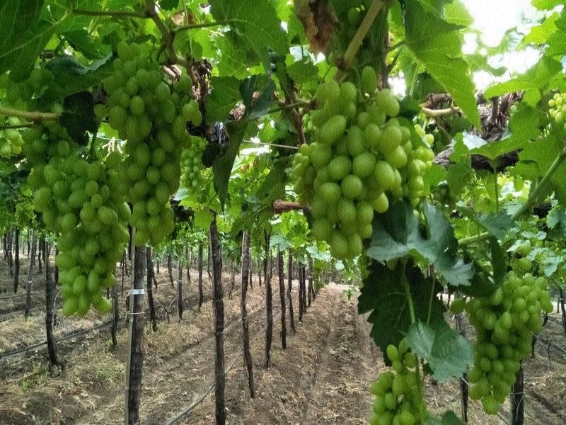 Export of 4500 container grapes from Nashik | नाशकातून ४५०० कंटेनर द्राक्षांची निर्यात