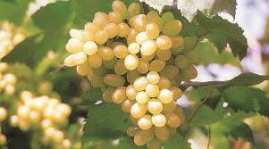4 lakh to a grape grower in Sonambe | सोनांबे येथील द्राक्षबागायतदार शेतकऱ्याला ४ लाखांचा गंडा