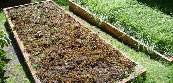 City Council's initiative to create green manure | हरित खत निर्मीतीसाठी नगर परिषदांचा पुढाकार; महापालिका माघारल्या 