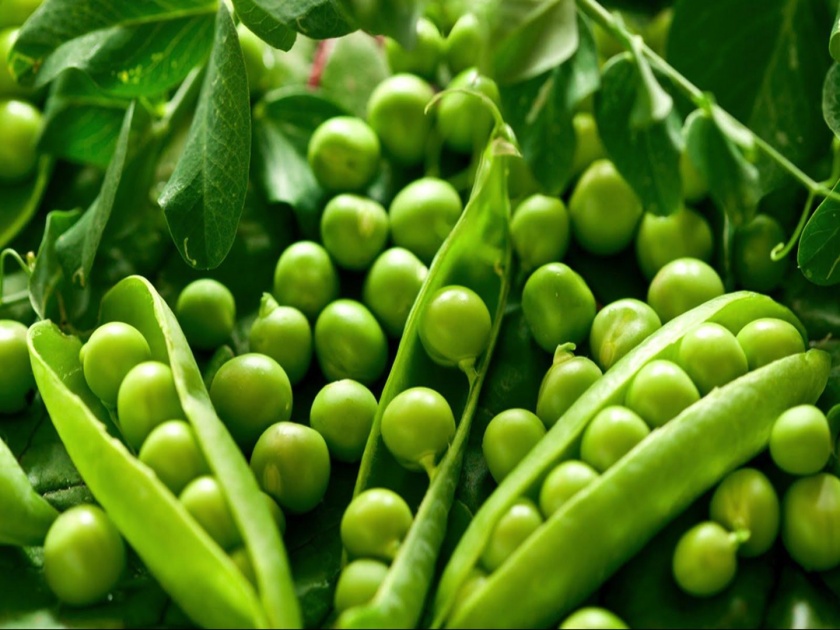 Health and beauty benefits of green peas or hirava vatana | हिरव्या वाटाण्याचे 'हे' फायदे तुम्हाला नक्कीच माहीत नसतील...