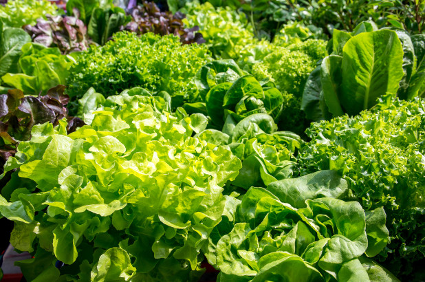 Vegetable prices have increased in Nashik | नाशिकमध्ये पालेभाज्यांचे भाव तेजीत