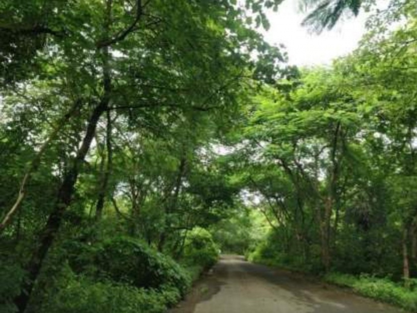 Five lakh trees make mumbai lungs greener | पाच लाख झाडांमुळे मुंबईची फुप्फुसे बनली ‘हिरवीगार’