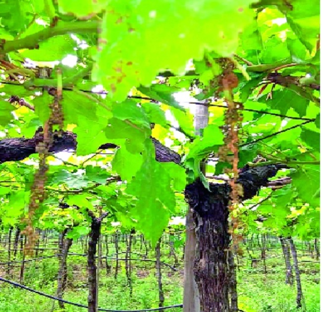 Forty thousand acres hit the vineyards | सांगली जिल्ह्यात अवकाळीने ऊसतोडी थांबल्या : चाळीस हजार एकर द्राक्षबागांना फटका