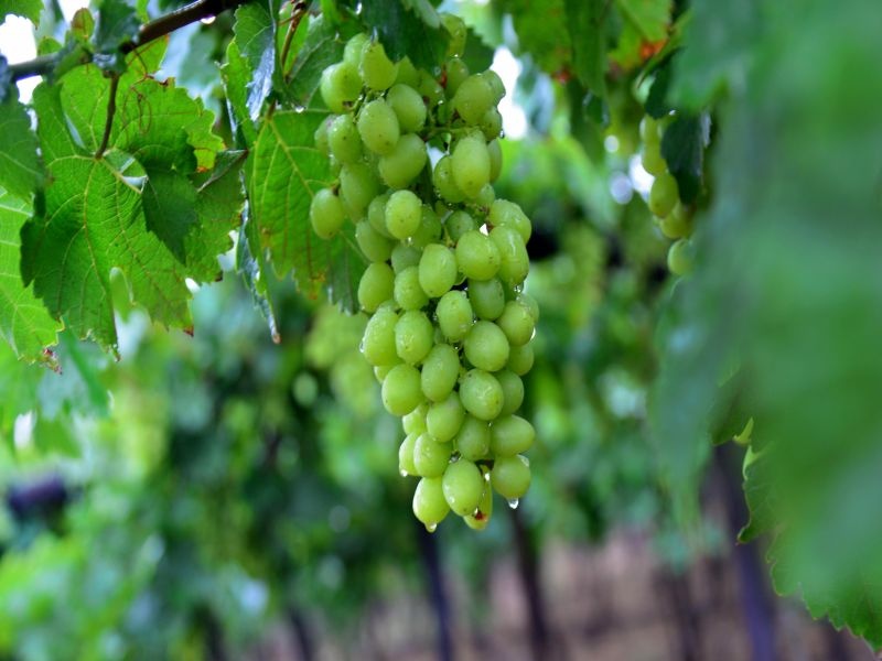 This year, the production of grapes will decrease by 9 lakh tonnes | यंदा द्राक्ष उत्पादनात ९ लाख टनांनी होईल घट