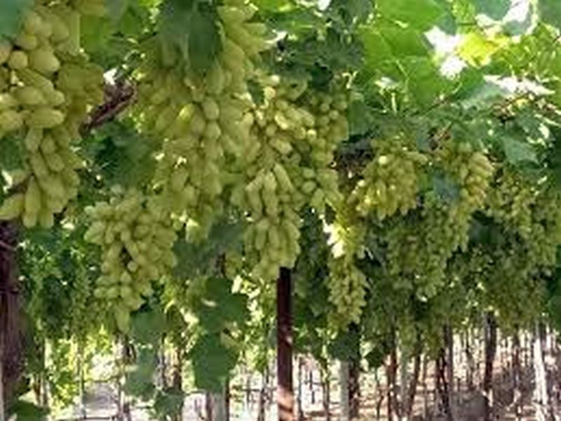 Only spray certified drugs on exportable grapes; Expert advice | निर्यातक्षम द्राक्षांवर प्रमाणित औषधांचीच फवारणी करा ; तज्ज्ञांचा सल्ला