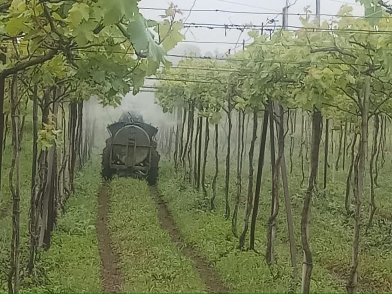 The cloud of crisis over the grapevine; Large loss of flowering vineyards | द्राक्ष पंढरीवर दाटले संकटाचे ढग ; फुलोऱ्यातील द्राक्षबागांचे मोठ्या प्रमाणात नुकसान