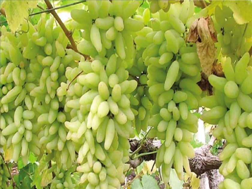 120 tons of grapes sent to Dubai from Sangli district, atmosphere of satisfaction among farmers | सांगली जिल्ह्यातून १२० टन द्राक्षे दुबईला रवाना, शेतकऱ्यांत समाधानाचे वातावरण 