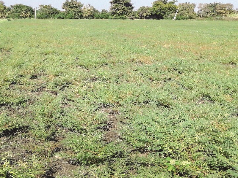 Marathwada affected the 'dead' disease on 27 grams of gram crops; New crisis after record sowing | मराठवाड्यात २७ गावांतील हरभरा पिकांवर ‘मर’ रोगाचा प्रादुर्भाव; विक्रमी पेरणीनंतर नवे संकट 