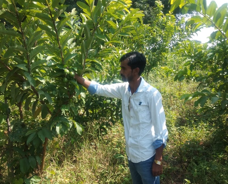 Organic Guava farming based on Indo-Israeli technology | इंडो-इस्त्रायल तंत्रज्ञानाच्या आधारे फुलविली सेंद्रीय पेरूची बाग 