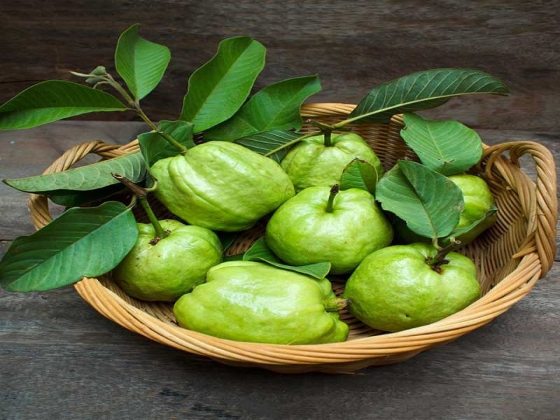 Healthy benefits of guava leaves or peruchi paana | अनेकांना माहीत नसतील पेरूच्या पानांचे 'हे' आरोग्यादायी फायदे!