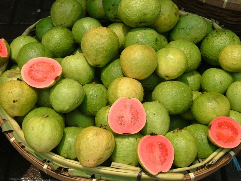 benefits of guava in winter season | हिवाळ्यात रामबाण आहे पेरु, सर्व आजार राहतील दूर, फायदे इतके की रोज खाल...