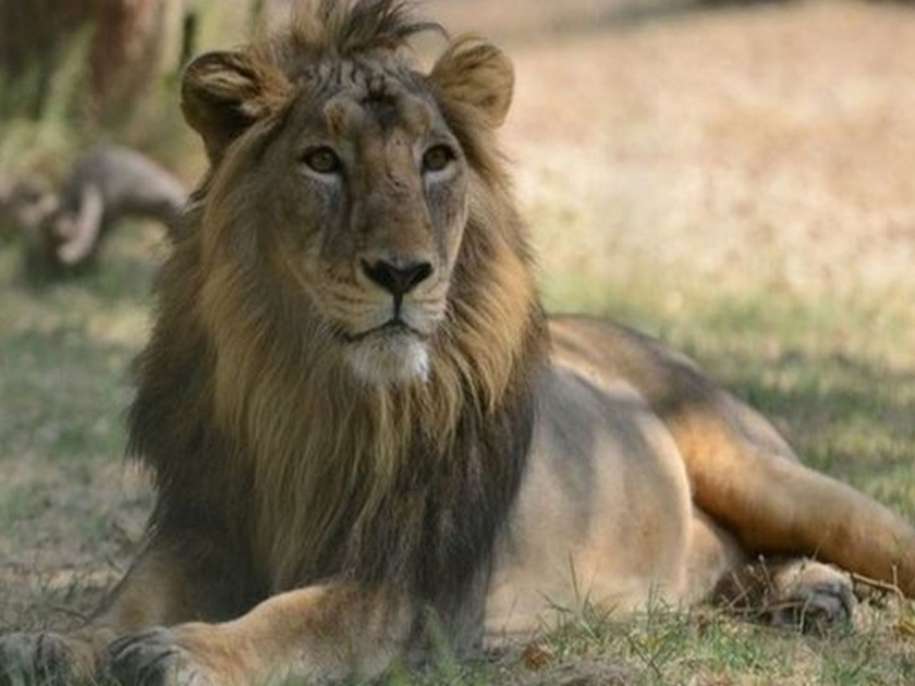 Gujarat's lion will soon come to Mumbai | गुजरातचा सिंह लवकरच येणार मुंबईत