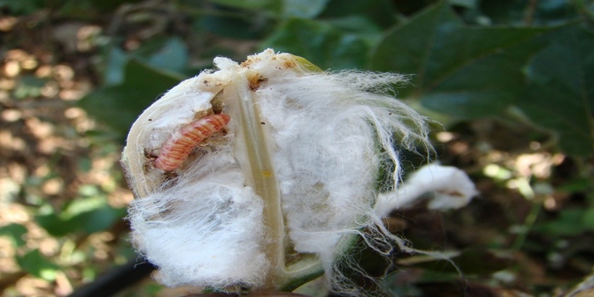 BT cotton: pink bollworm attack on cotton crop | कापूस उत्पादक जिल्ह्यांमध्ये बीटी कपाशीवर गुलाबी बोंडअळीची चाल!
