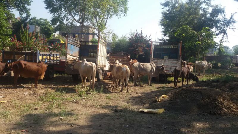 Police brutal action on the smuggling of cattle! | परराज्यातून होणार्‍या गुरांच्या तस्करीवर पोलिसांची धाडसी कारवाई!