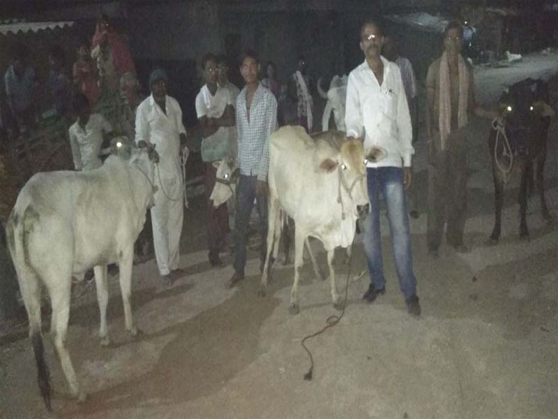 Cows seized for a slaughter near a tree in Shahidya | शहाद्यातील तितरी गावाजवळ कत्तलीसाठी जाणा:या गायी जप्त