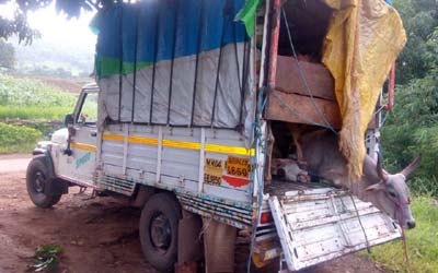  Illegal transport of cattle: arrested | गुरांची अवैध वाहतूक करणा:यास अटक