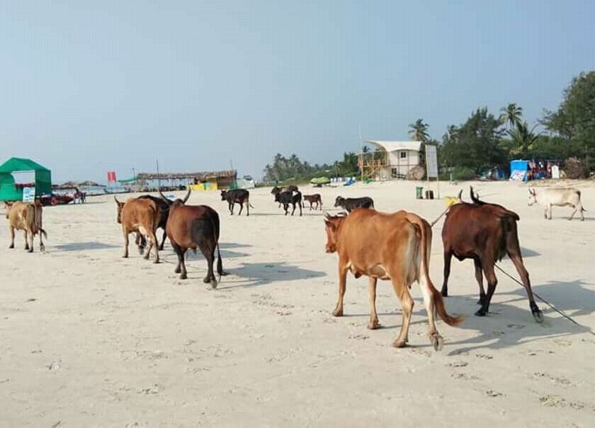 Tourist harvests due to the absence of cattle on the beaches of Goa | गोव्यातील किना-यांवर गुरांकडून होणा-या उपद्रवामुळे पर्यटक हैराण