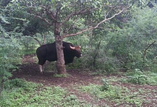 The experience came to the aid of the people of Pune, wild buffelow in pune | पुणेकरांना अनुभव कामी आला, बावधनचा 'गवा' टेकडीवर परतण्यासाठी शर्थीचे प्रयत्न