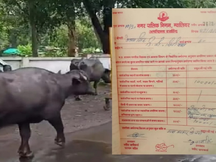 dairy operator of gwalior fined for Rupees 10 thousand for buffalo dung | अजबच! म्हशीच्या शेणामुळे मालकाला तब्बल १० हजारांचा दंड; मध्य प्रदेशातील घटना