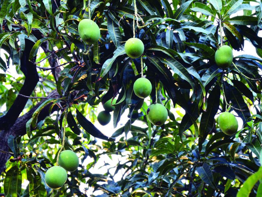 Black spot on mangoes due to thrips, turmeric | थ्रीप्स, तुडतुड्यामुळे आंब्यावर काळे डाग