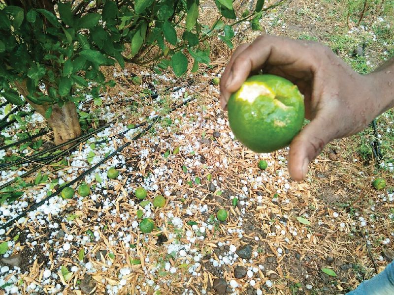  Vidarbha damage to oranges | विदर्भात संत्राबागांचे नुकसान