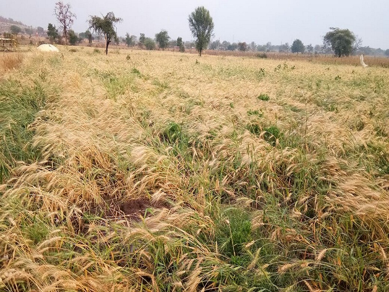 Hailstorms in Parbhani district damage crops on 58 thousand hectares | परभणी जिल्ह्यात गारपिटीने ५८ हजार हेक्टवरील पिकांचे नुकसान