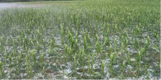 Washim farmers upset over the assistance of hailstorm victims | गारपिटग्रस्तांच्या मदत निकषावर वाशिमचे शेतकरी नाराज 