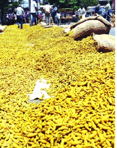 Parbhani: Buy turmeric in Manavat | परभणी : मानवतमध्ये होणार हळद खरेदी
