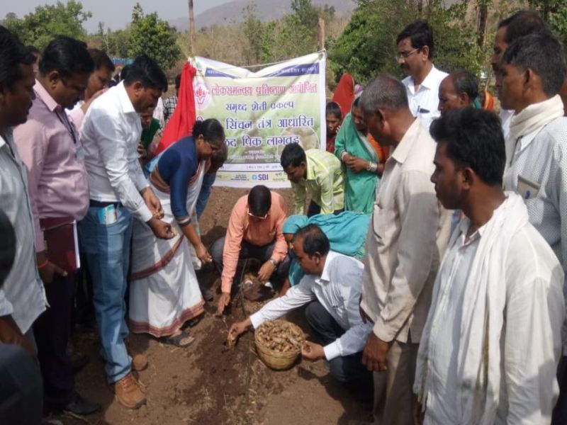 The use of turmeric cultivation in Nandurbar | नंदुरबारात वनपट्टे धारकांचा हळद लागवडीचा प्रयोग