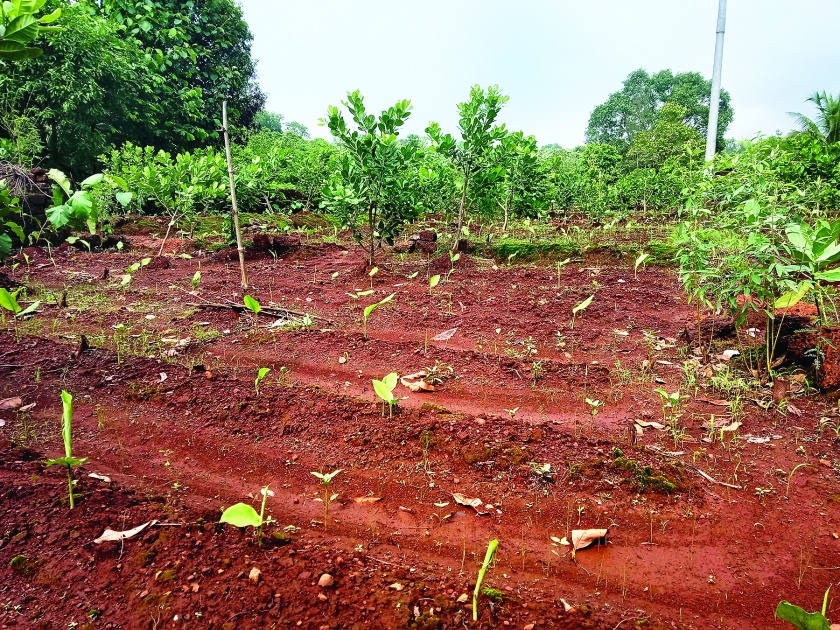 Ratnagiri: On turmeric cultivation instead of paddy cultivation, turmeric is cultivated in Kosumb | रत्नागिरी  : कोसुंब येथे हळदीची शेती, प्रयोगशील शेतकरी, भातशेतीऐवजी हळद लागवडीवर दिला भर