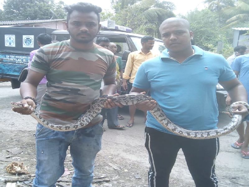 A 4.5-foot python caught from Lonapada of Dahan | डहाणूच्या लोणीपाडा वस्तीतून 4.5 फूटी अजगराला पकडले