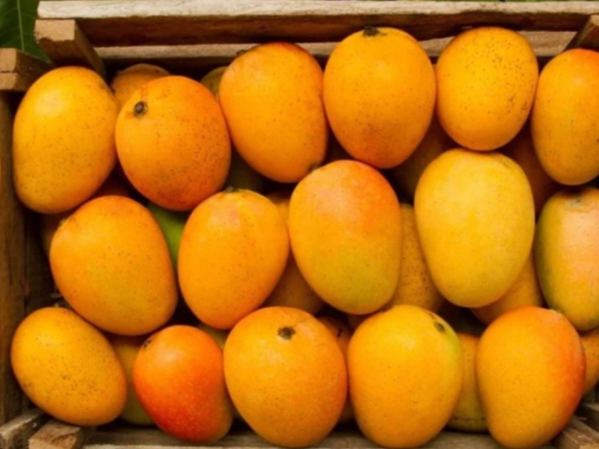 the seller of hapus expressed their concern that compared to last year price of mango there are not many customers | कोकणचा हापूस सांगून कर्नाटकी आंबा तर माथी मारला नाही ना? दर आवाक्यात तरी विक्रेते चिंतेत