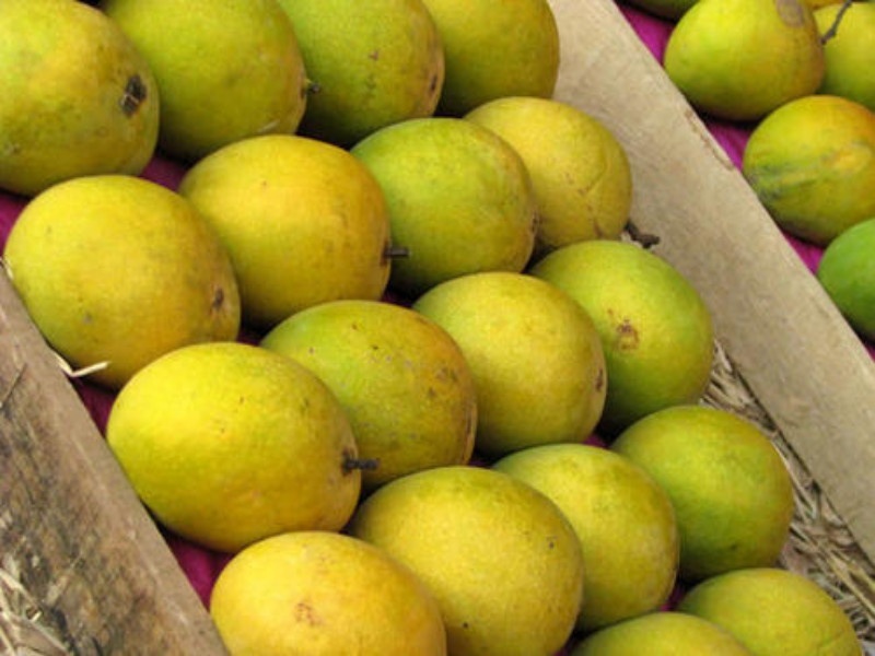 Hapoos mangoes rate down in pune | उठाव नसल्याने हापूस आंब्यांचे दर उतरले, पेटीमागे ३०० ते ५०० रुपयांनी घसरण