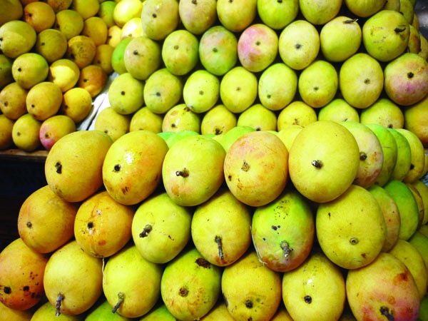 Mango season marks the end of this year! | आंबा हंगाम या वर्षी लांबण्याची चिन्हे!