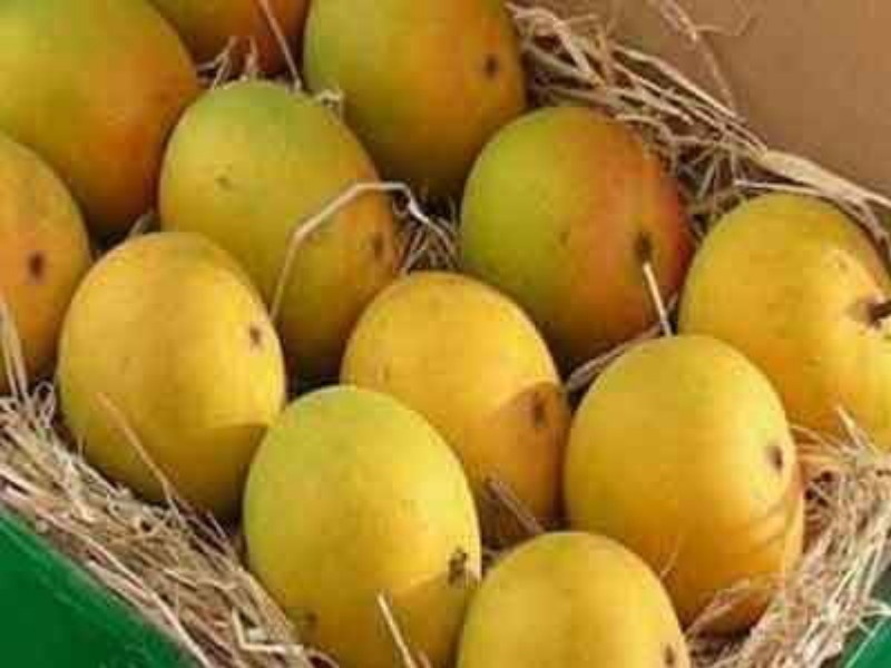 Why a GI tag for Hapus mangoes could be no more than a case of vanity | हापूसच्या नावाखाली विकल्या जाणा-या आंब्याला बसणार चाप, ‘कोकण हापूस’ला जीआय मानांकन