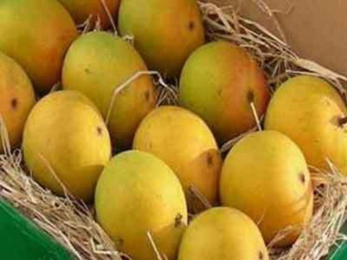 1st Ratnagiri 'Hapus' alphonso mango arrived at Pune market yard for selling | आला रे आला ! रत्नागिरी 'हापूस' आला 