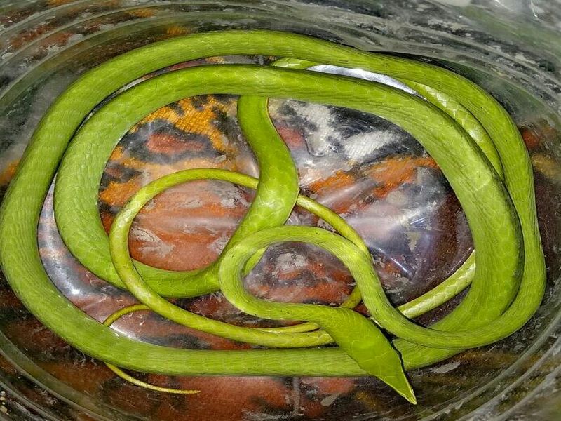 Harantol snake First time found in Washim | वाशिममध्ये पहिल्यांदाच आढळला ‘हरणटोळ’निमविषारी साप