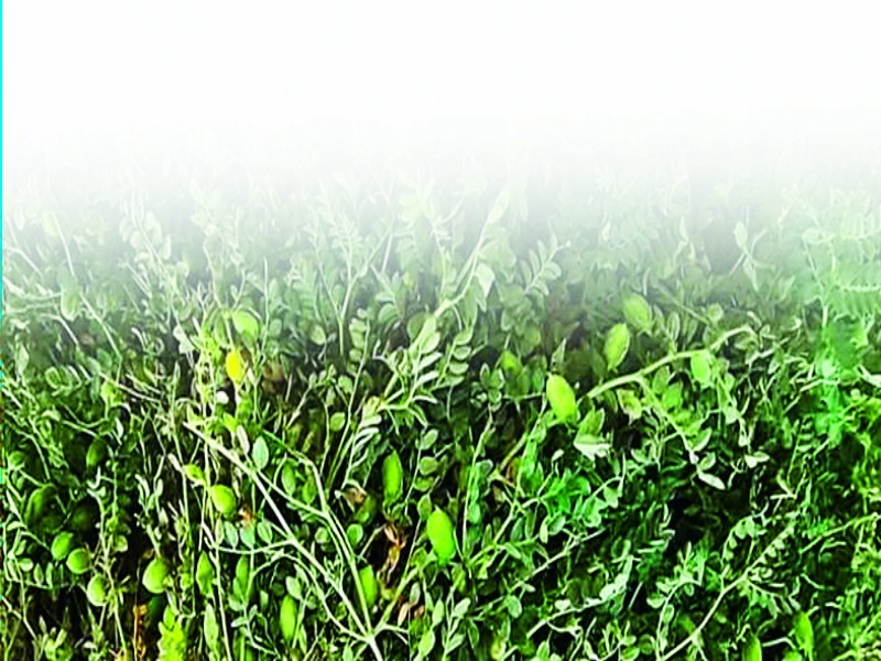 sorghum, oilseeds area decreased due to long time rain period | राज्यातीेल ज्वारी, तेलबियांच्या क्षेत्रात लांबलेल्या पावसामुळे होणार घट