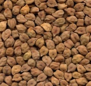 Certified gram seeds are available to farmers on subsidy! | शेतक-यांना अनुदानावर प्रमाणित हरभरा बियाणे उपलब्ध !
