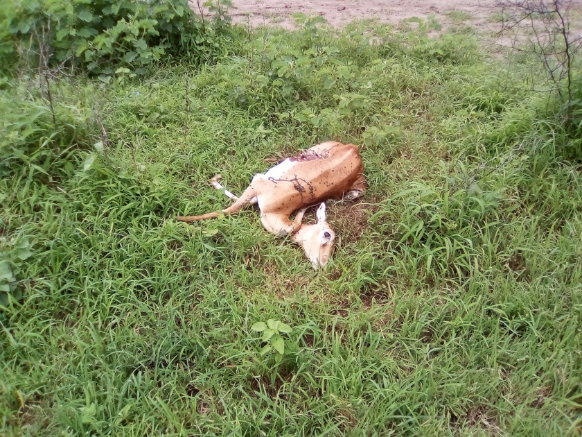 Dogs burst into debris at Sakegaon Shivar in Bhusawal taluka | भुसावळ तालुक्यातील साकेगाव शिवारात कुत्र्यांनी पाडला हरिणाचा फडशा
