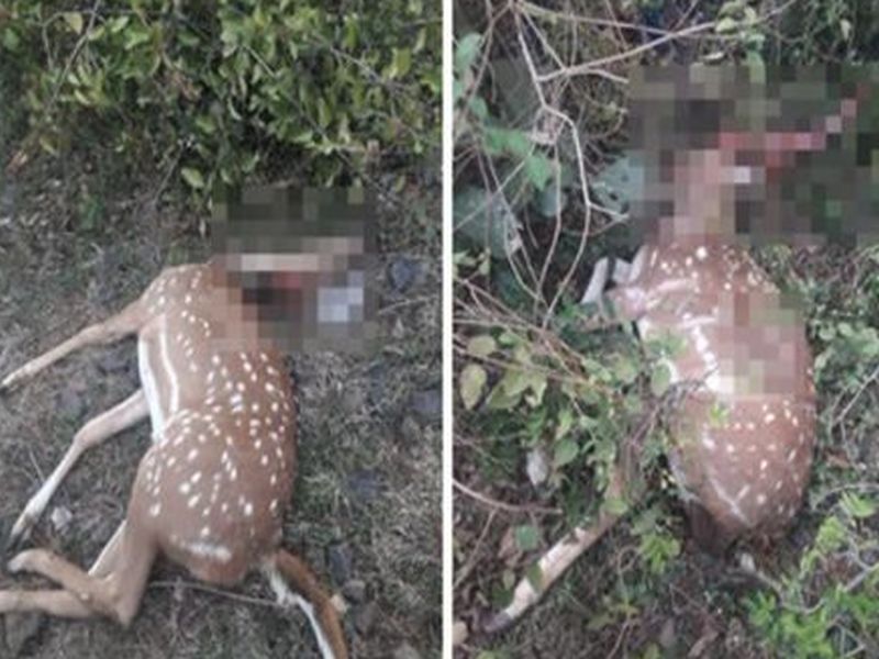 Two deer killed in train collision | रेल्वेच्या धडकेत दोन हरणांचा मृत्यू