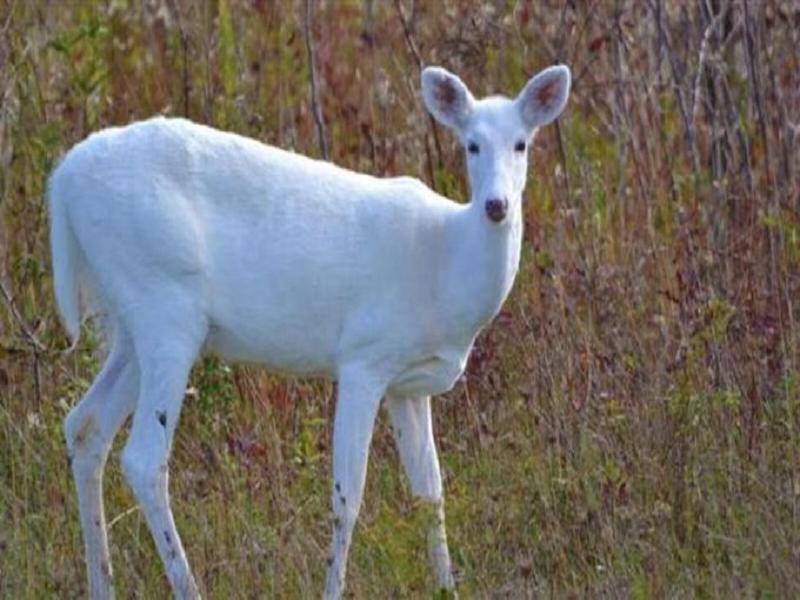 Rare White Hog Deer Spotted In Assam Kaziranga National Park, See photos | असामच्या काझीरंगा उद्याणात दिसले दुर्मिळ पांढरे हरीण, VIDEO पाहून तुम्हीही चकीत व्हाल