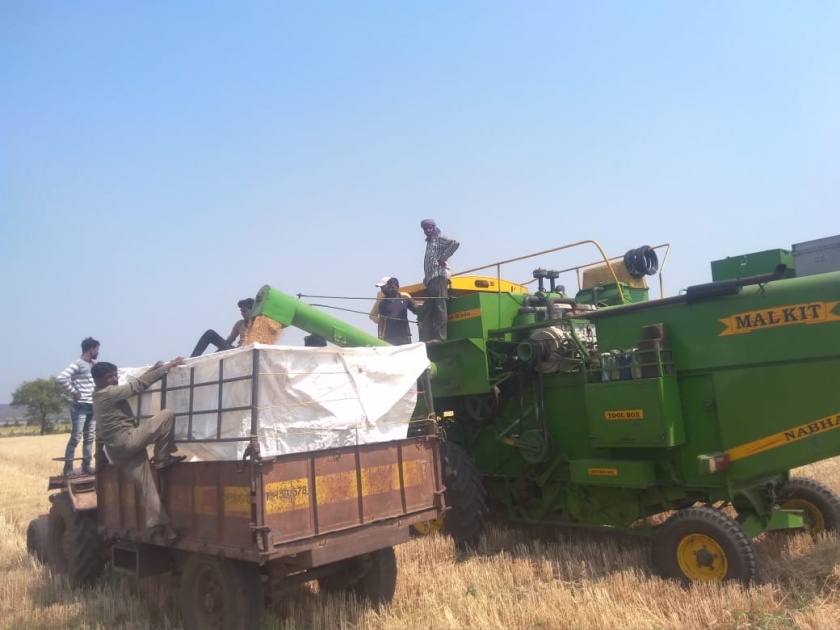 Harvester Machine's use for wheat harvest | गव्हाच्या काढणीसाठी हार्वेस्टरचा आधार