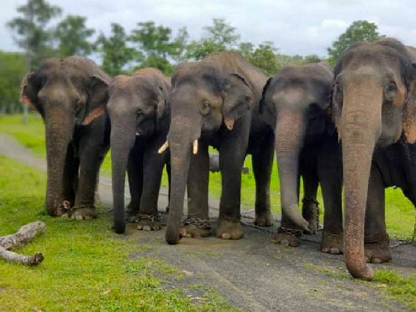 take the elephants from Kamalapur; villagers demand for relocation of elephants in the elephant camp | कमलापुरातील हत्तींना घेऊन जा हो... प्रशासनाला निवेदन, गावकऱ्यांचा ‘यु टर्न’झाला चर्चेचा विषय