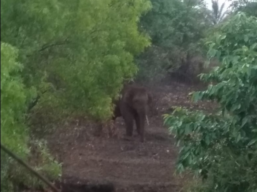 Tusker elephants enter the city of Ajra | टस्कर हत्ती आजरा शहरात दाखल